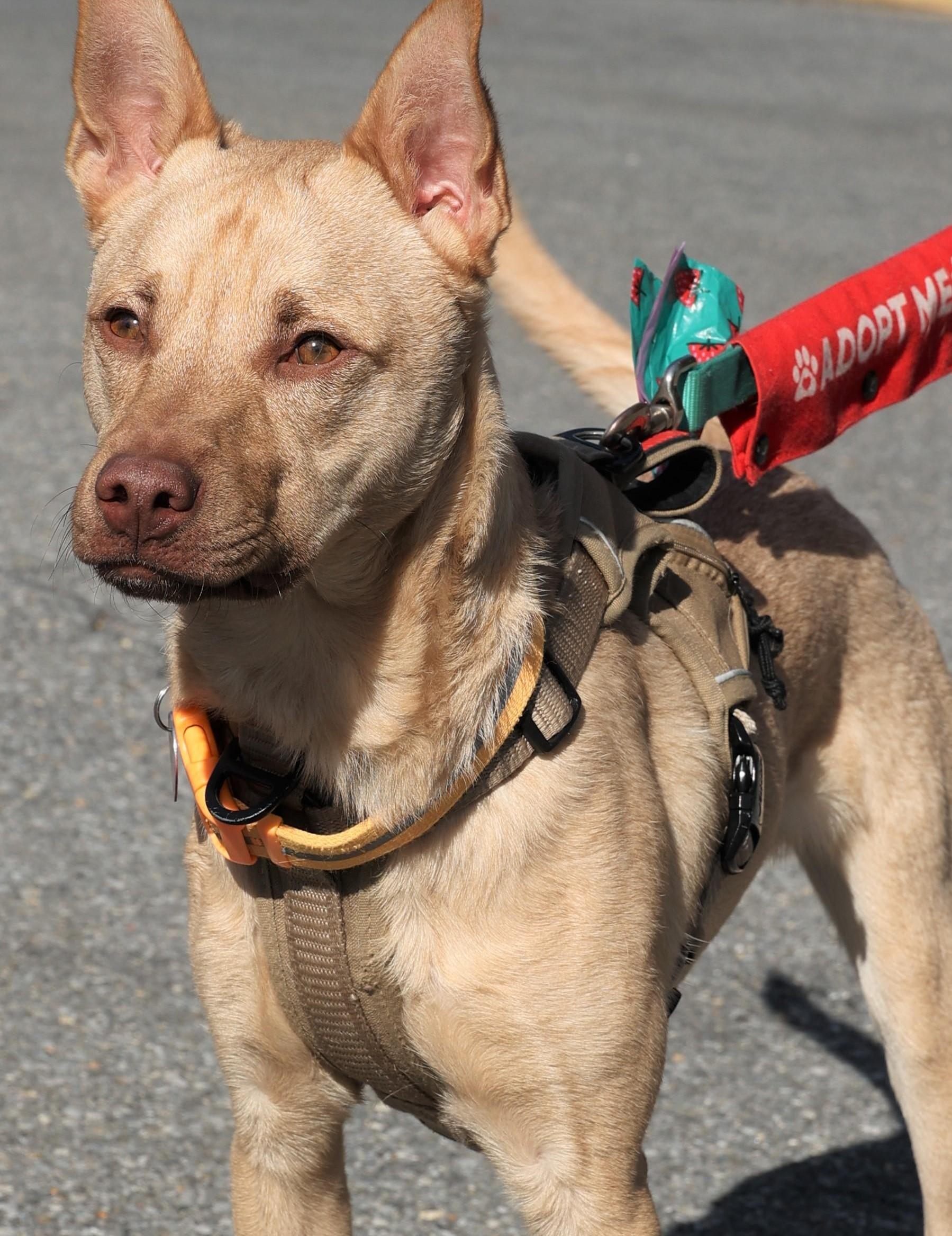 Enlarge Clarke-Available! www.lhar.dog to apply! , a Adoptable mixed breed in Frederick, MD image 1/5