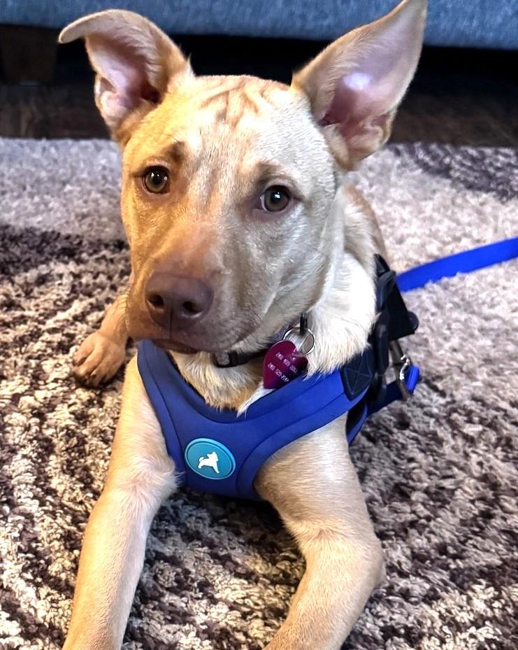 Clarke-Available!! www.lhar.dog to apply!, a Adoptable mixed breed in Frederick, MD image 2/6