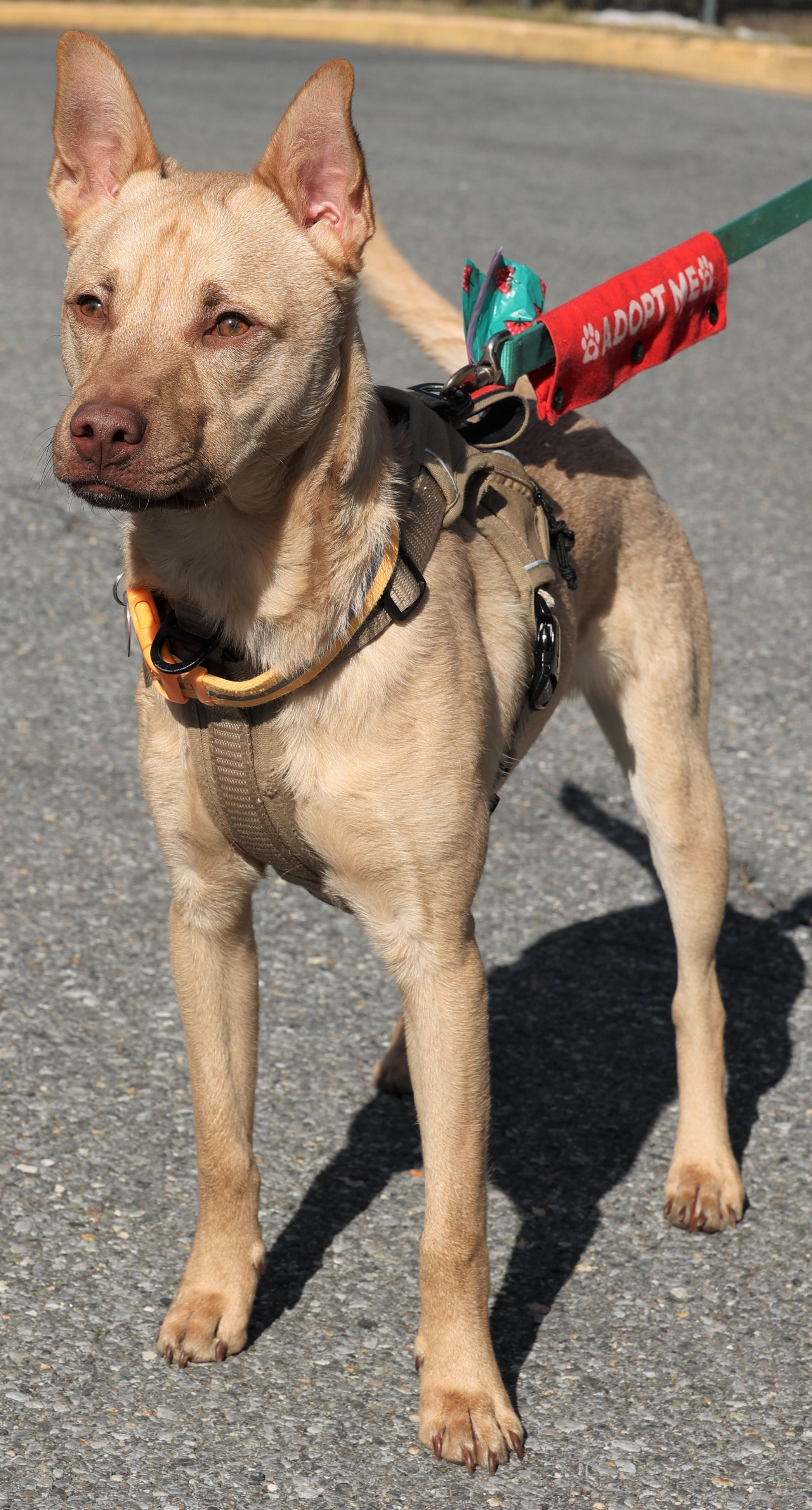 Enlarge Clarke-Available! www.lhar.dog to apply! , a Adoptable mixed breed in Frederick, MD image 4/5