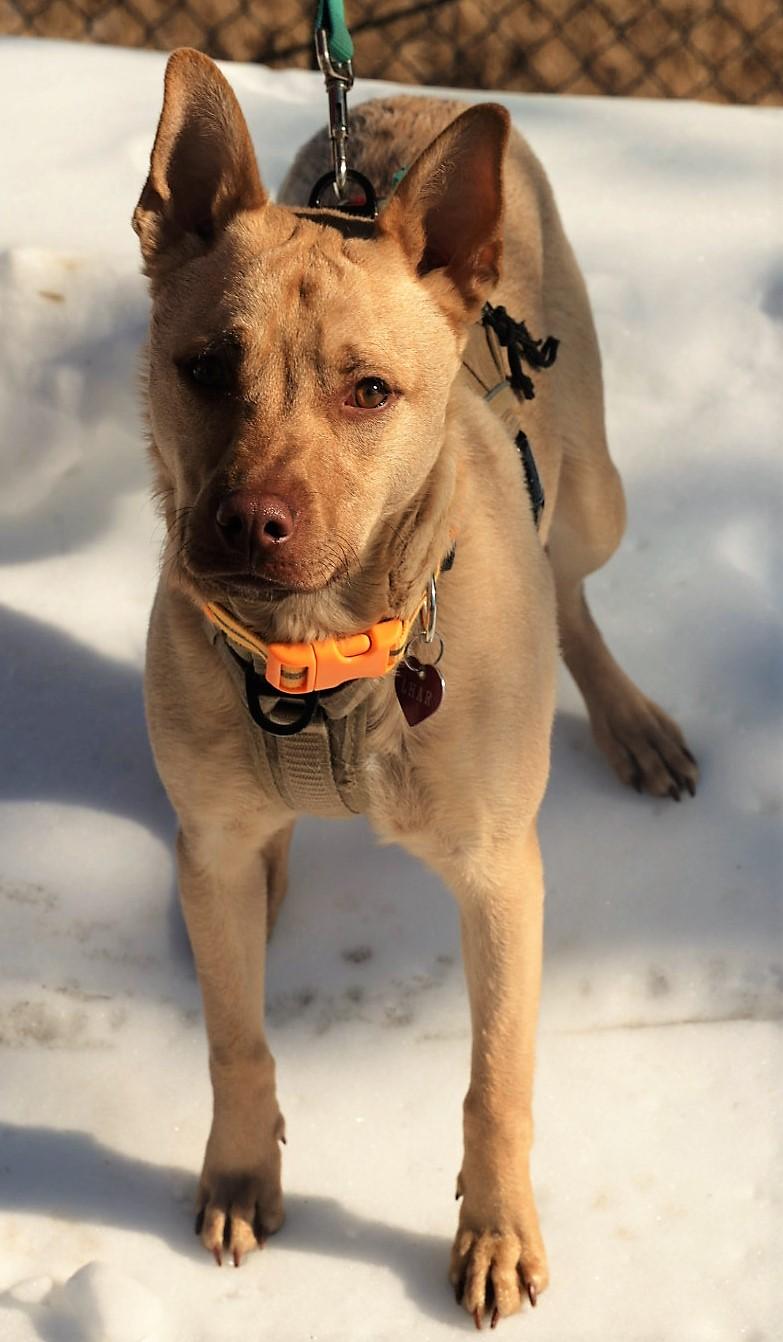 Enlarge Clarke-Available! www.lhar.dog to apply! , a Adoptable mixed breed in Frederick, MD image 4/6