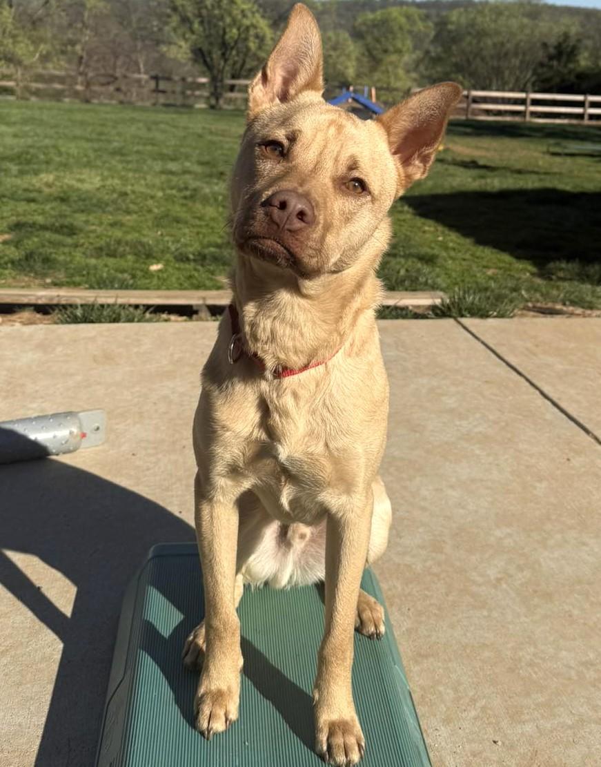 Enlarge Clarke-Available! www.lhar.dog to apply! , a Adoptable mixed breed in Frederick, MD image 2/6