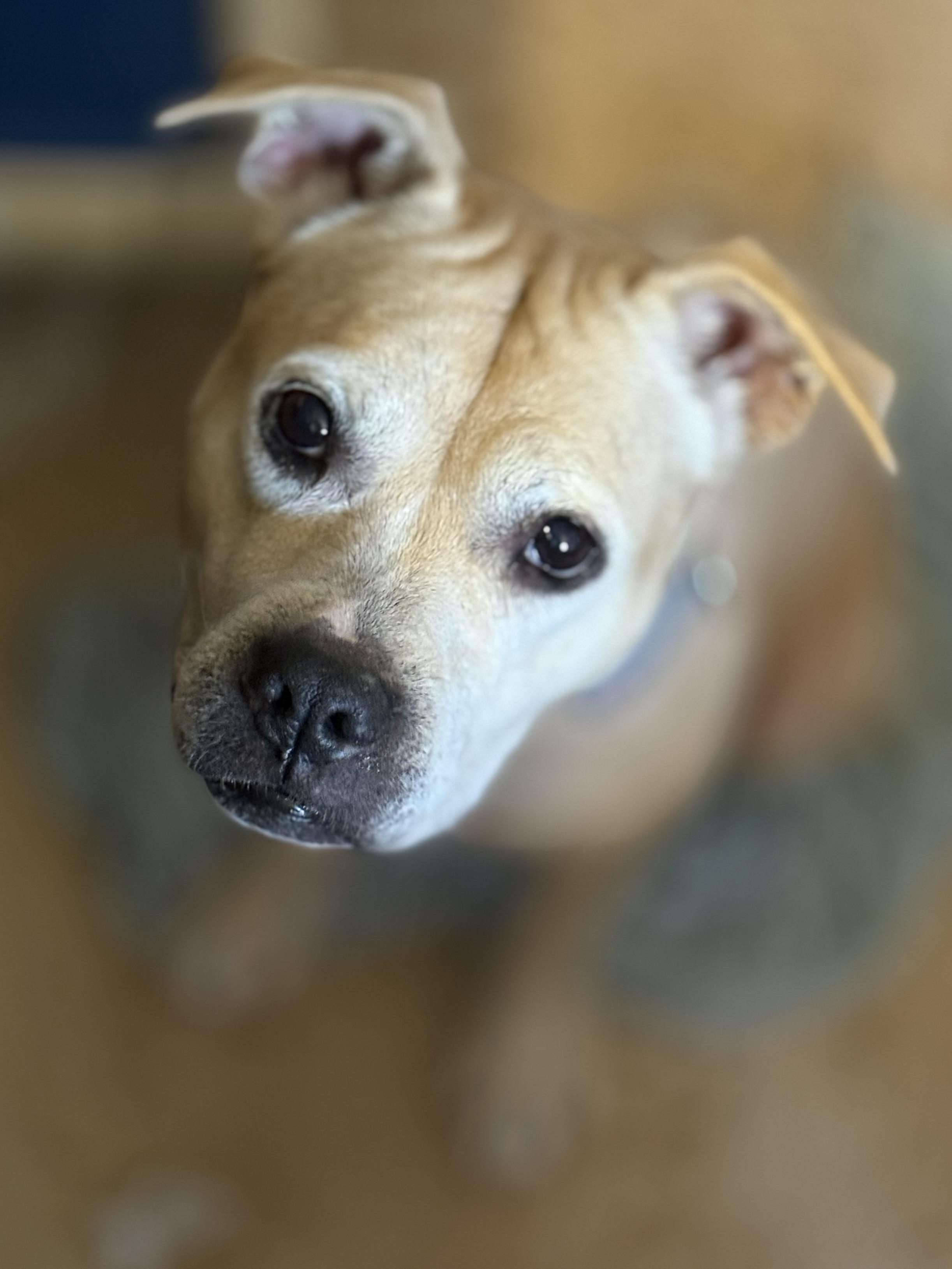 Sandy Cheeks thumbnail 4