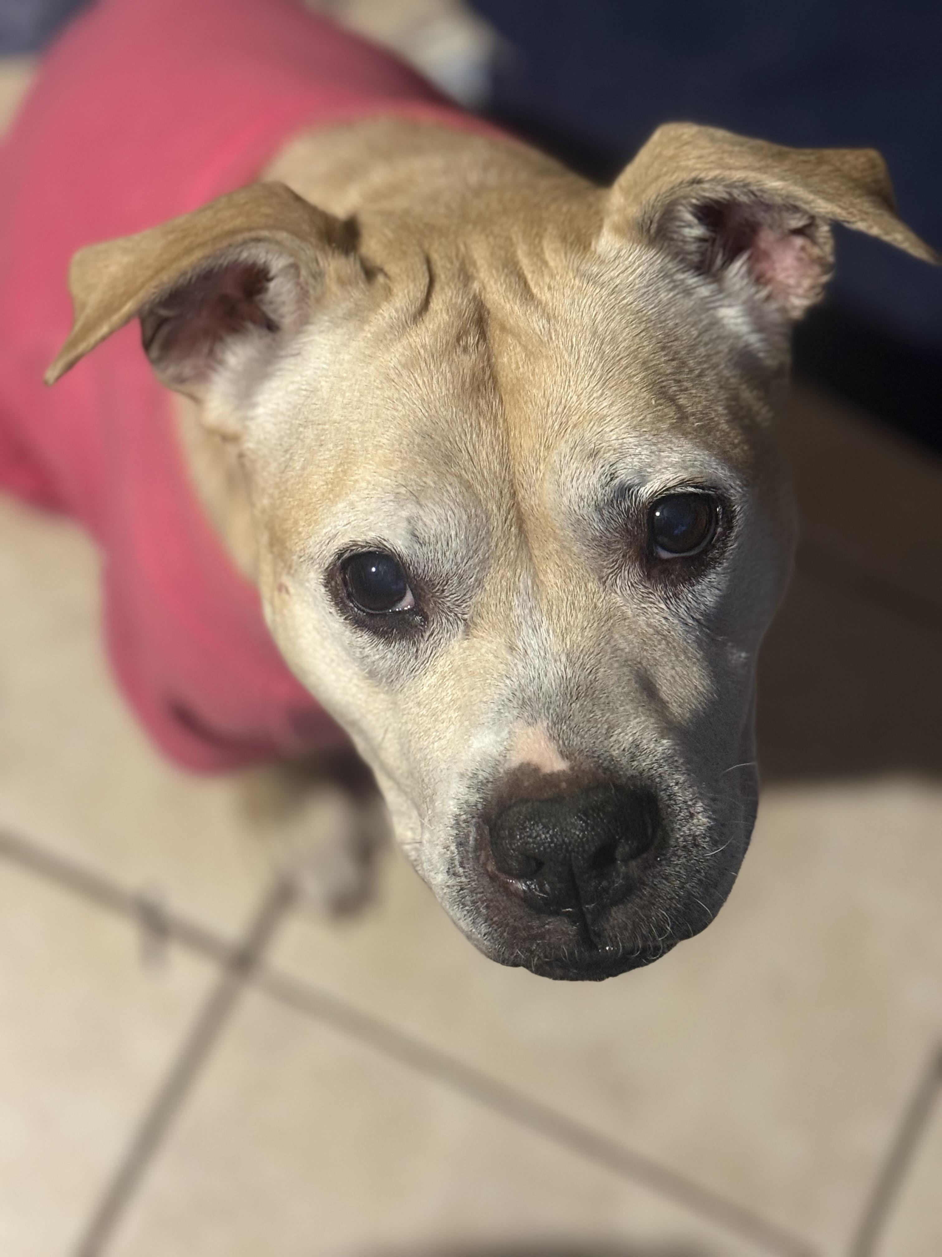 Sandy Cheeks thumbnail 6