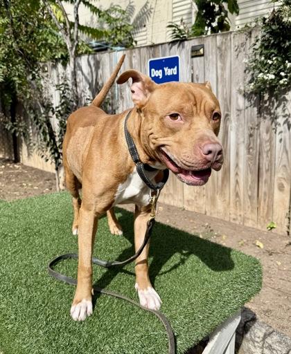 Enlarge Dylan, a Adoptable mixed breed in Washington, DC image 1/3