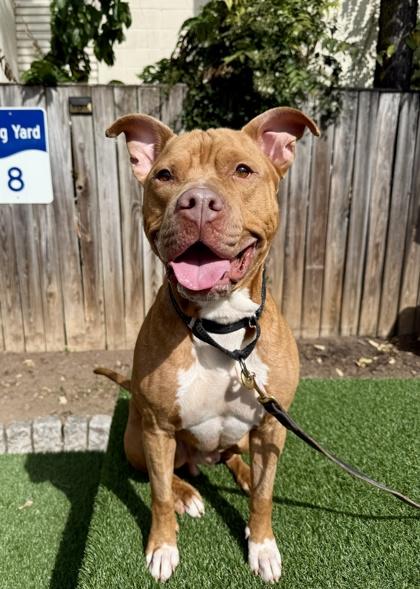 Enlarge Dylan, a Adoptable mixed breed in Washington, DC image 2/3