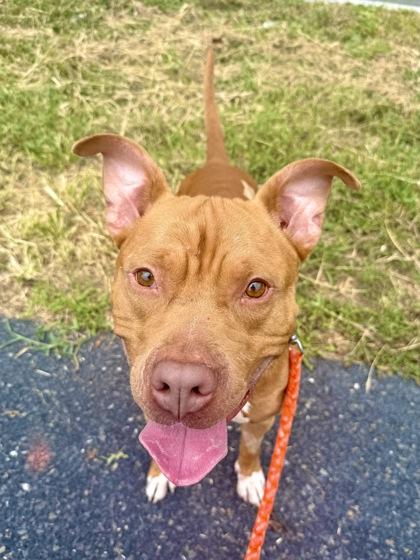 Dylan, Adoptable, Adult Male Pit Bull Terrier & Mixed Breed.