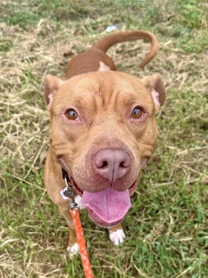 Enlarge Dylan, a Adoptable mixed breed in Washington, DC image 2/3
