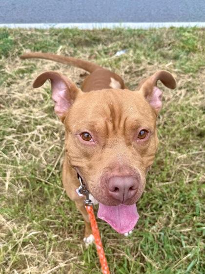 Enlarge Dylan, a Adoptable mixed breed in Washington, DC image 3/3