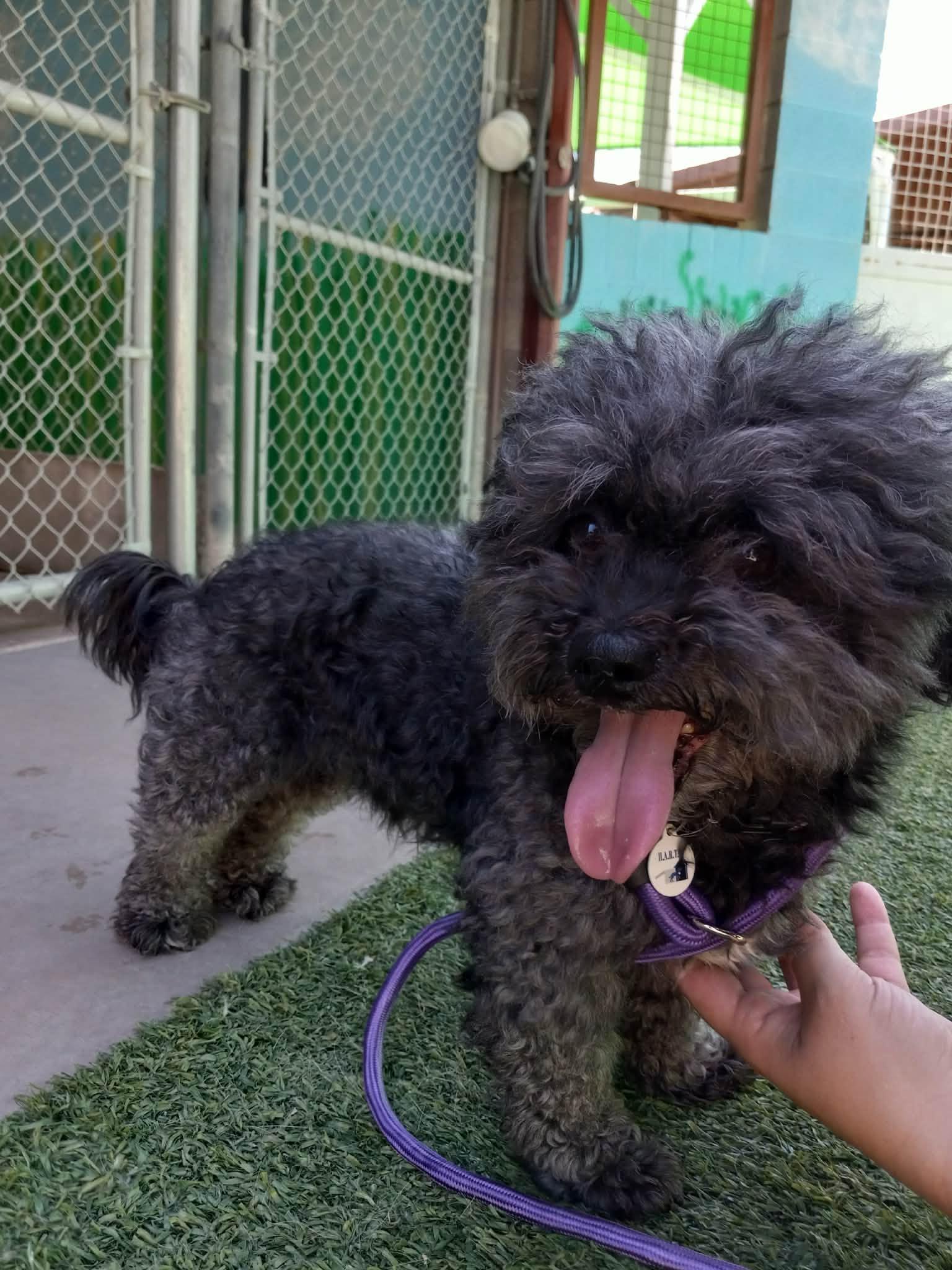 Enlarge Jeopardy, an adopted Maltipoo in Phoenix, AZ image 3/3