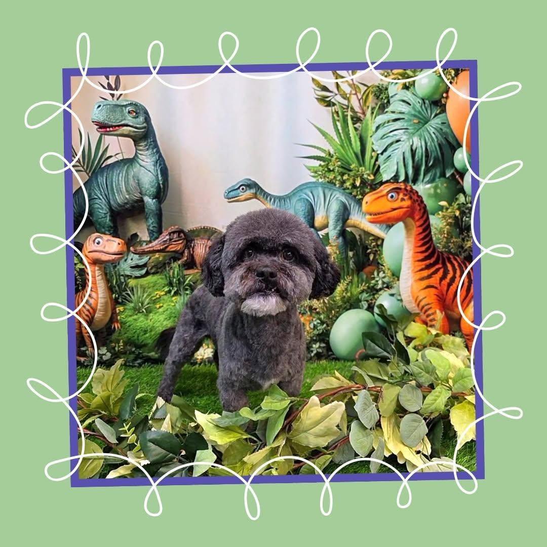 Enlarge Jeopardy, an adopted Maltipoo in Phoenix, AZ image 2/3