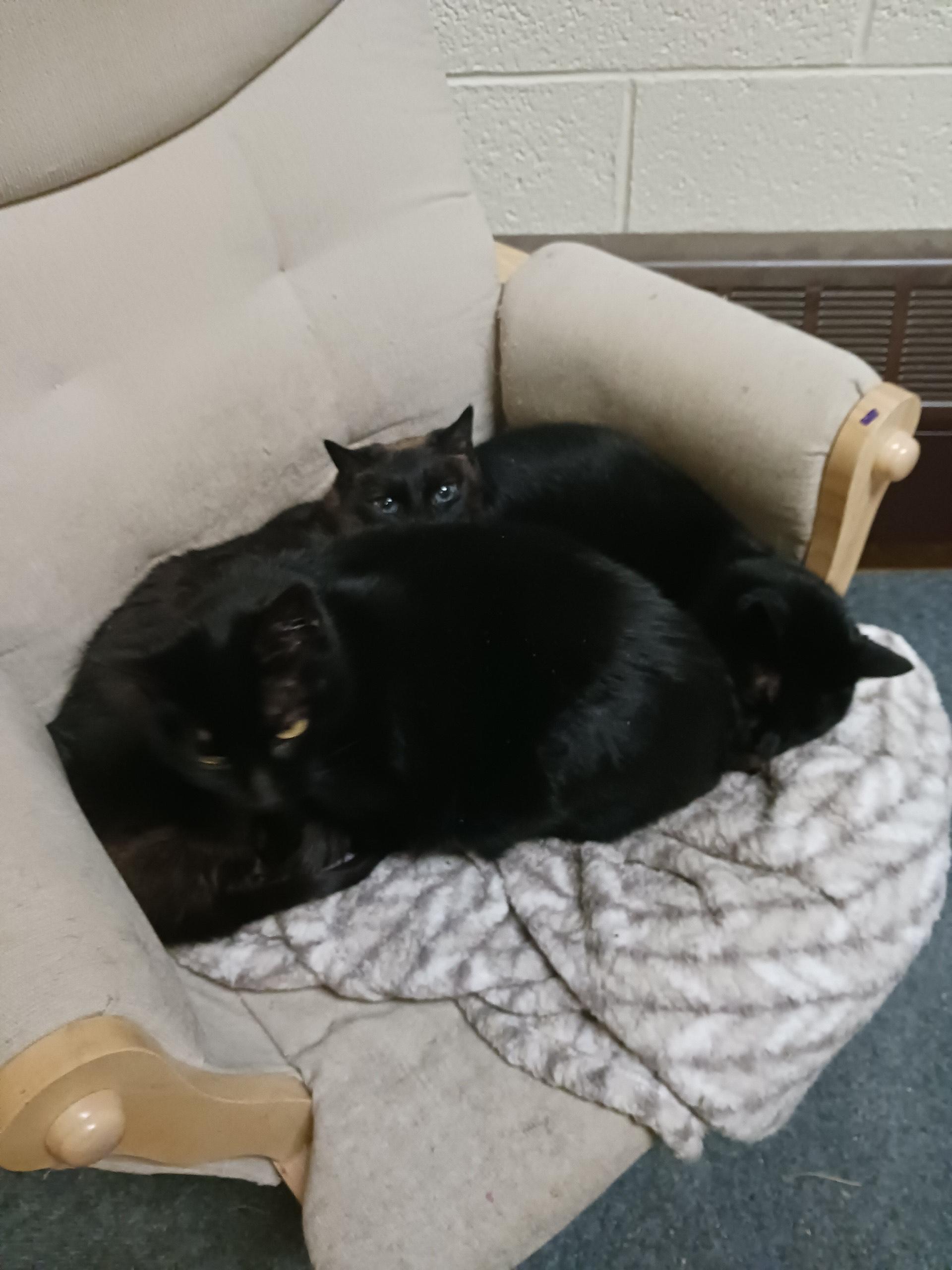 Sophia, an adoptable Domestic Short Hair in Port Washington, WI, 53074 | Photo Image 2