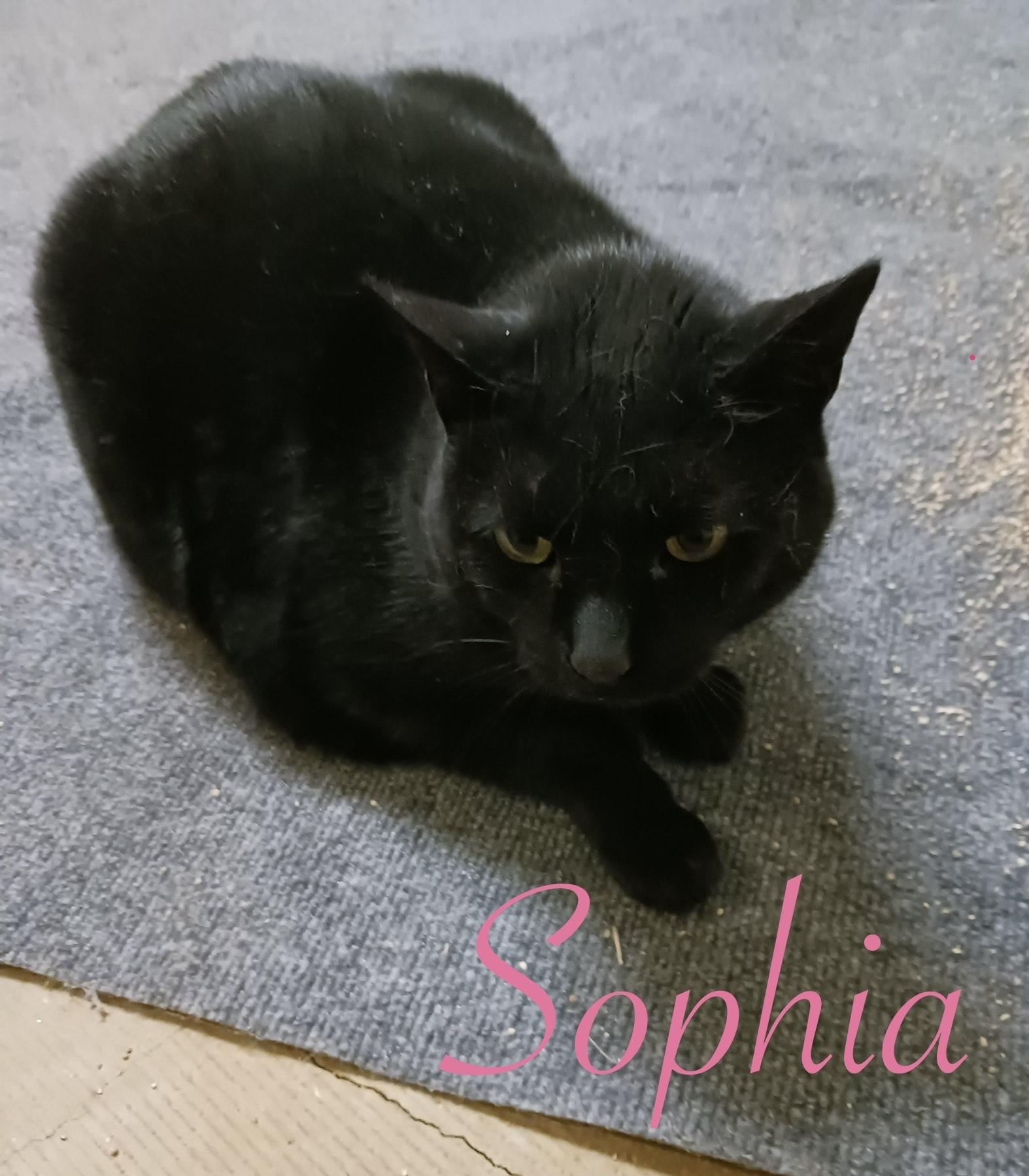 Sophia, an adoptable Domestic Short Hair in Port Washington, WI, 53074 | Photo Image 1