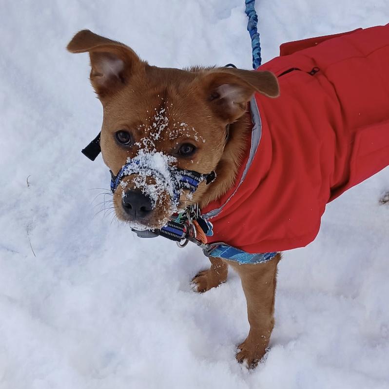 Shug — thumbnail 2