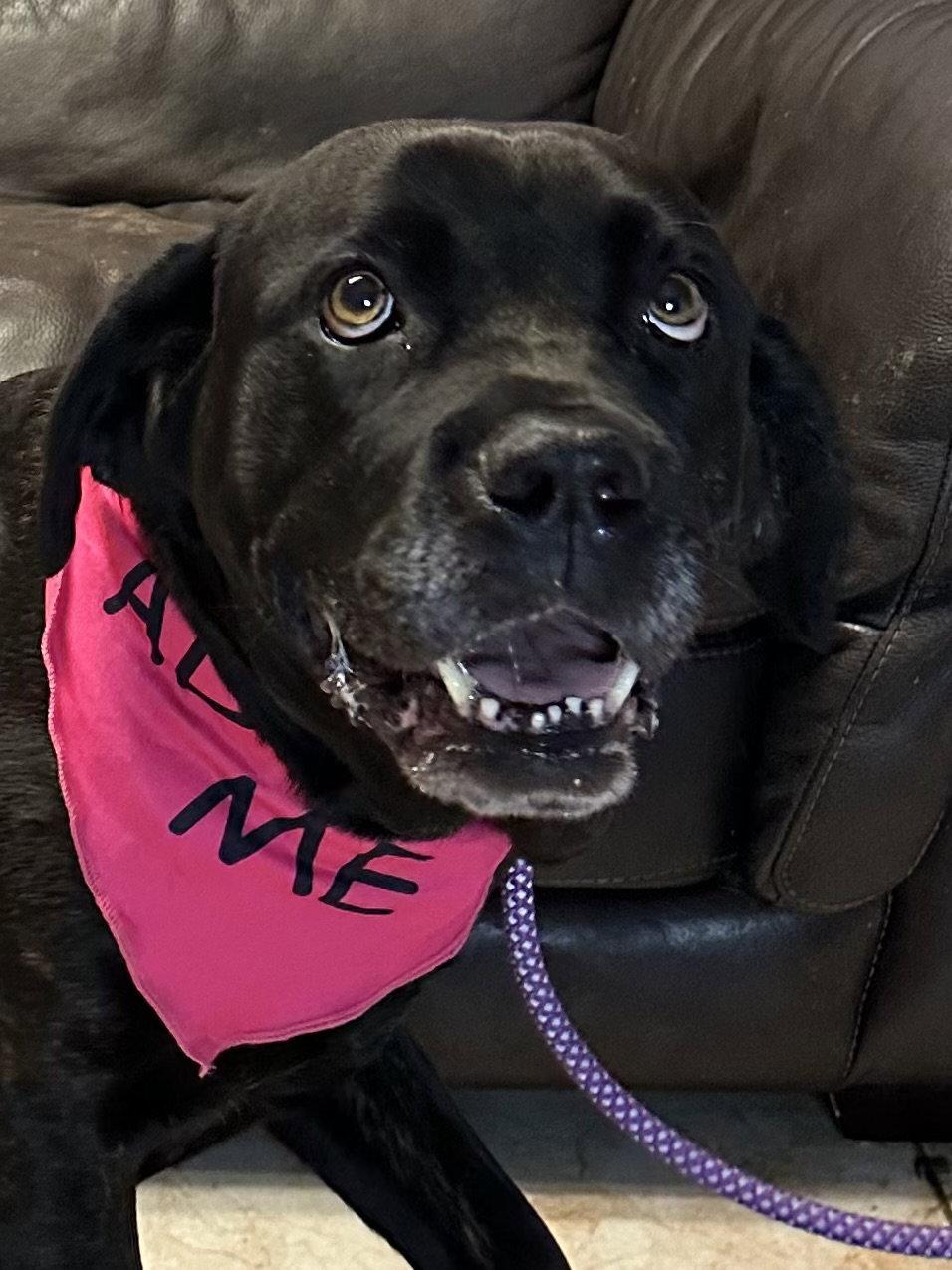 Ginseng Ginny ADOPTED, Adopted, Young Female Mastiff.