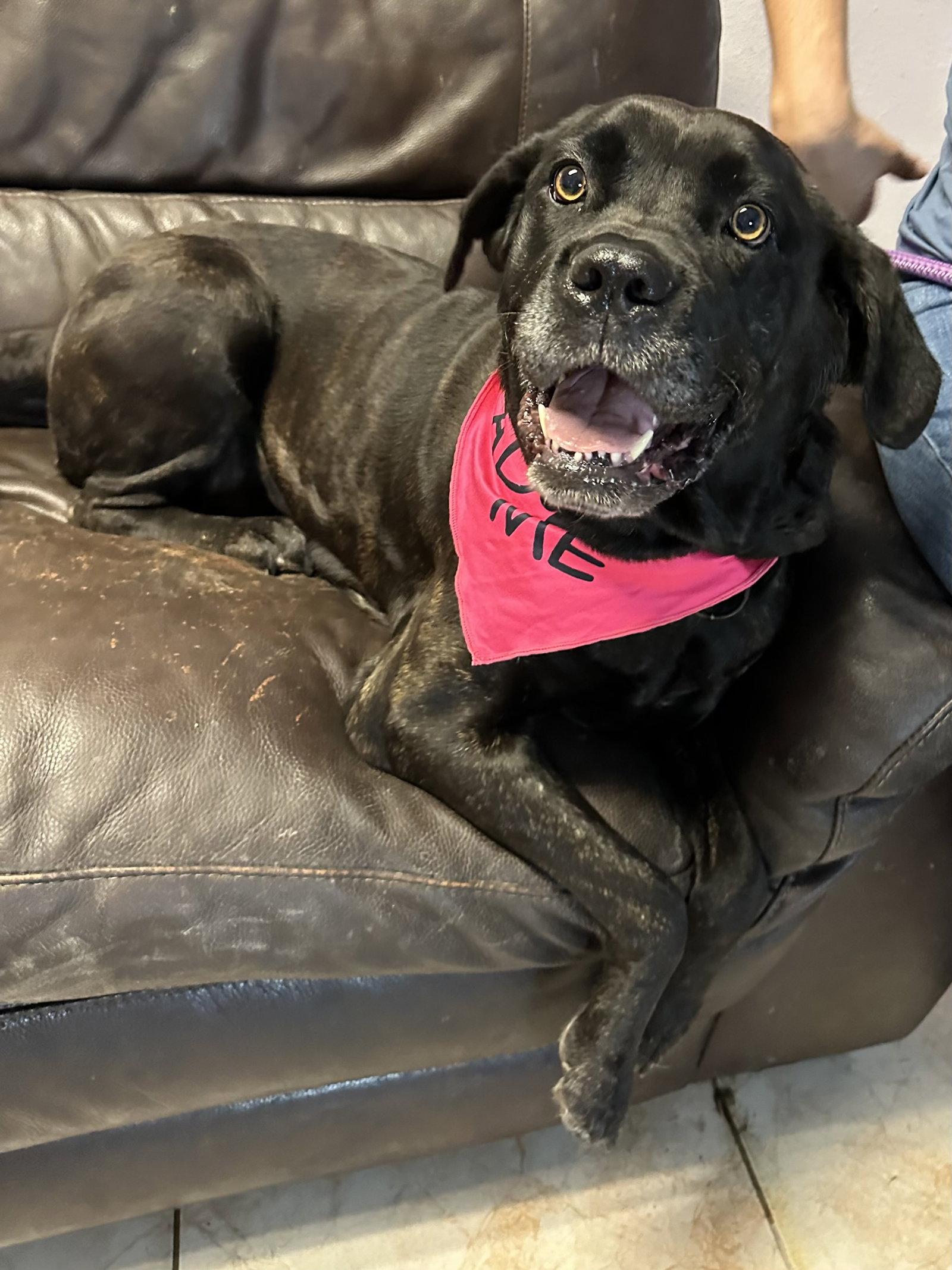 Enlarge Ginseng Ginny   ADOPTED, a Adopted Mastiff in Glendale, AZ image 2/3