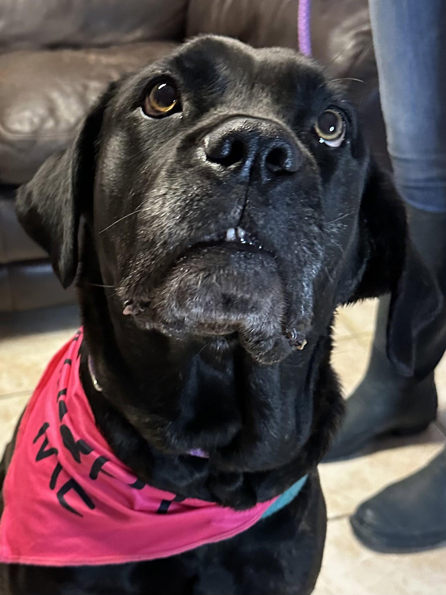 Enlarge Ginseng Ginny   ADOPTED, a Adopted Mastiff in Glendale, AZ image 3/3