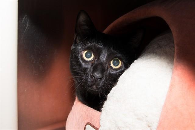 ECHO, Adoptable, Young Female Domestic Short Hair.