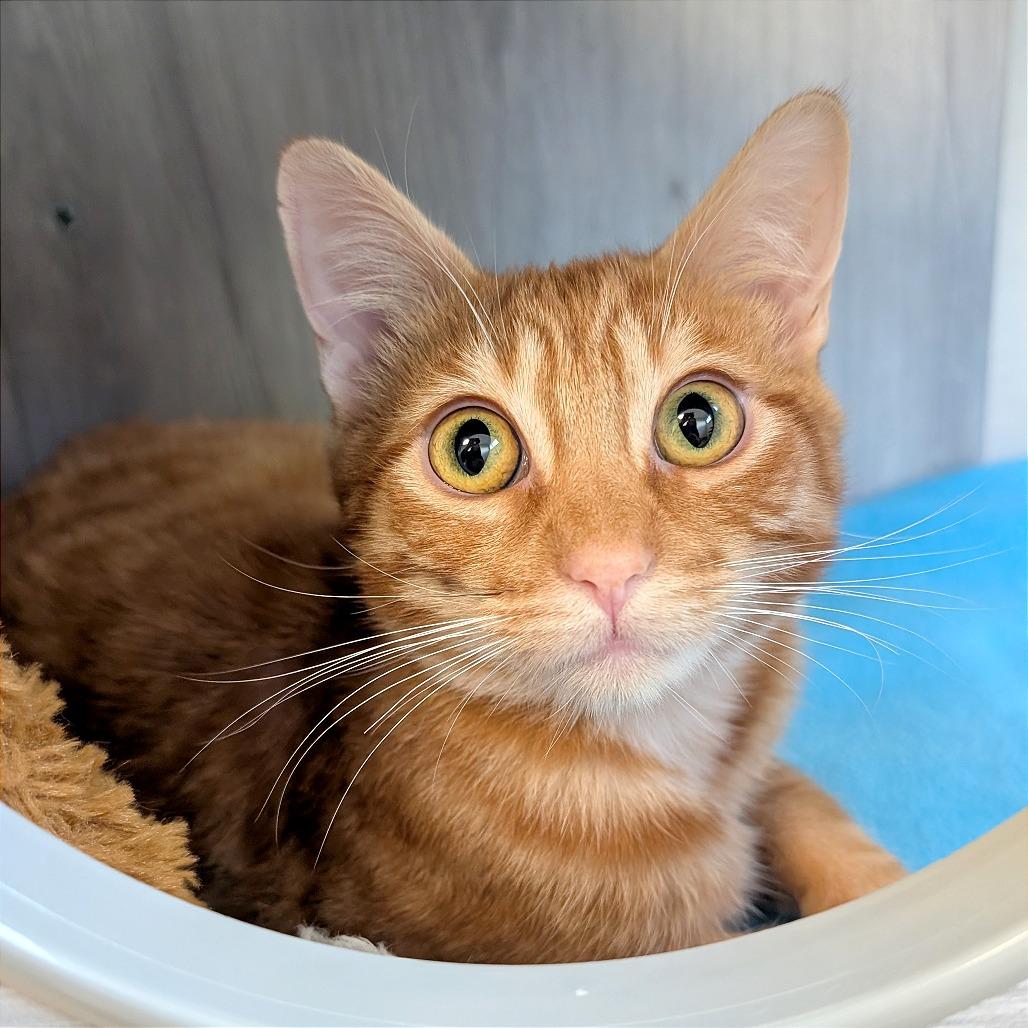 Chedduh, Adoptable, Young Male Domestic Short Hair.