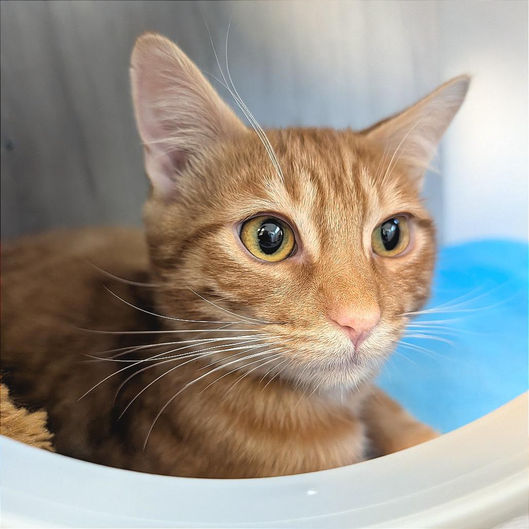 Enlarge Chedduh, a Adoptable Domestic Short Hair in Pleasant Hill, CA image 4/4