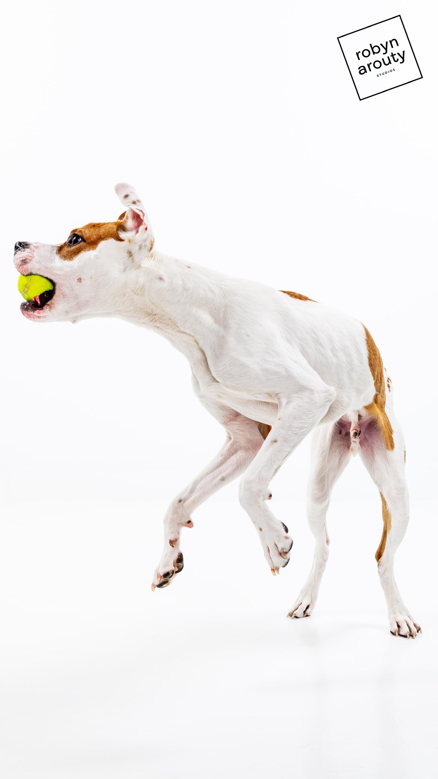 Enlarge Cashew, a Adoptable mixed breed in Topeka, KS image 5/6