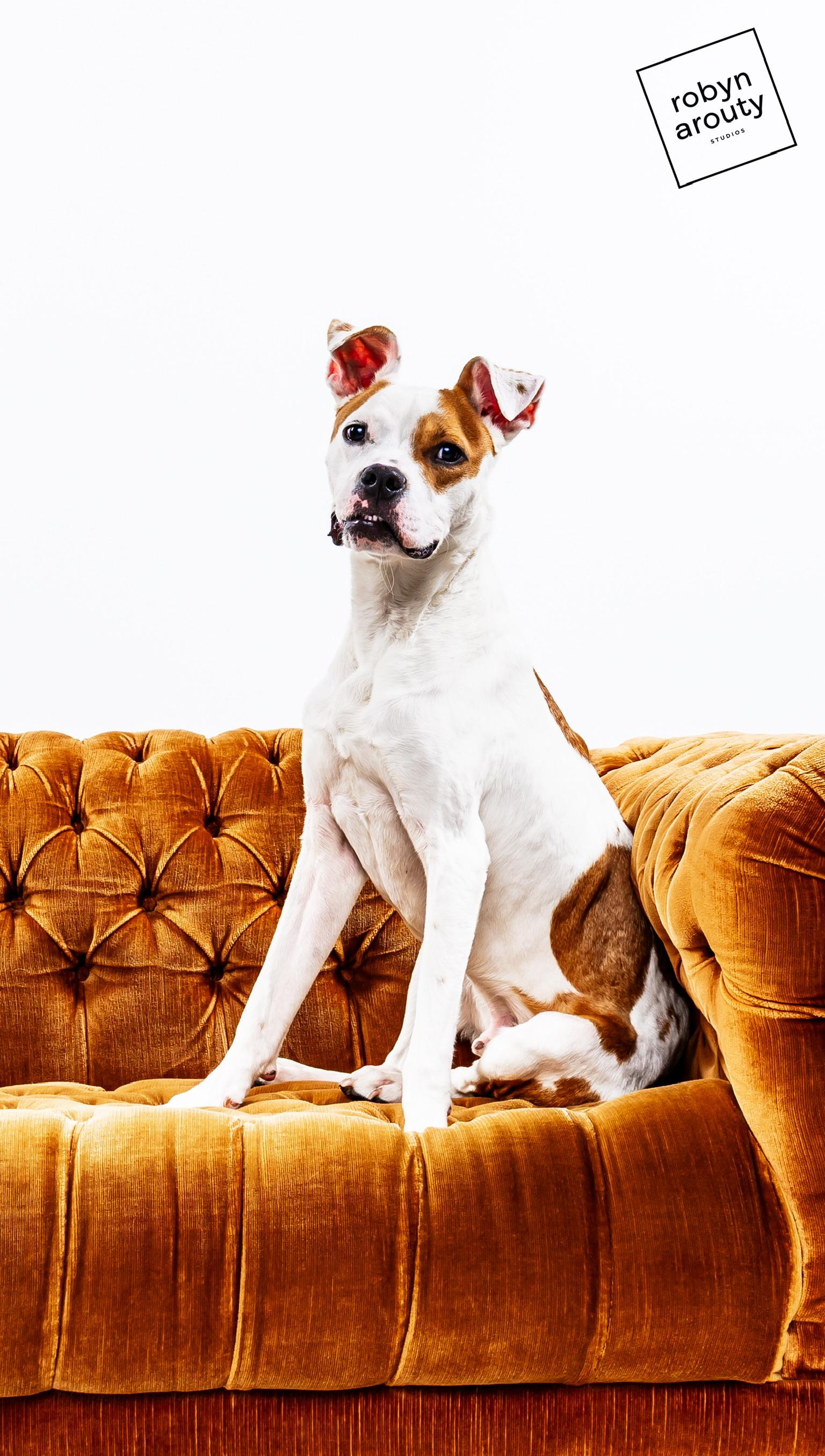 Enlarge Cashew, a Adoptable mixed breed in Topeka, KS image 3/6