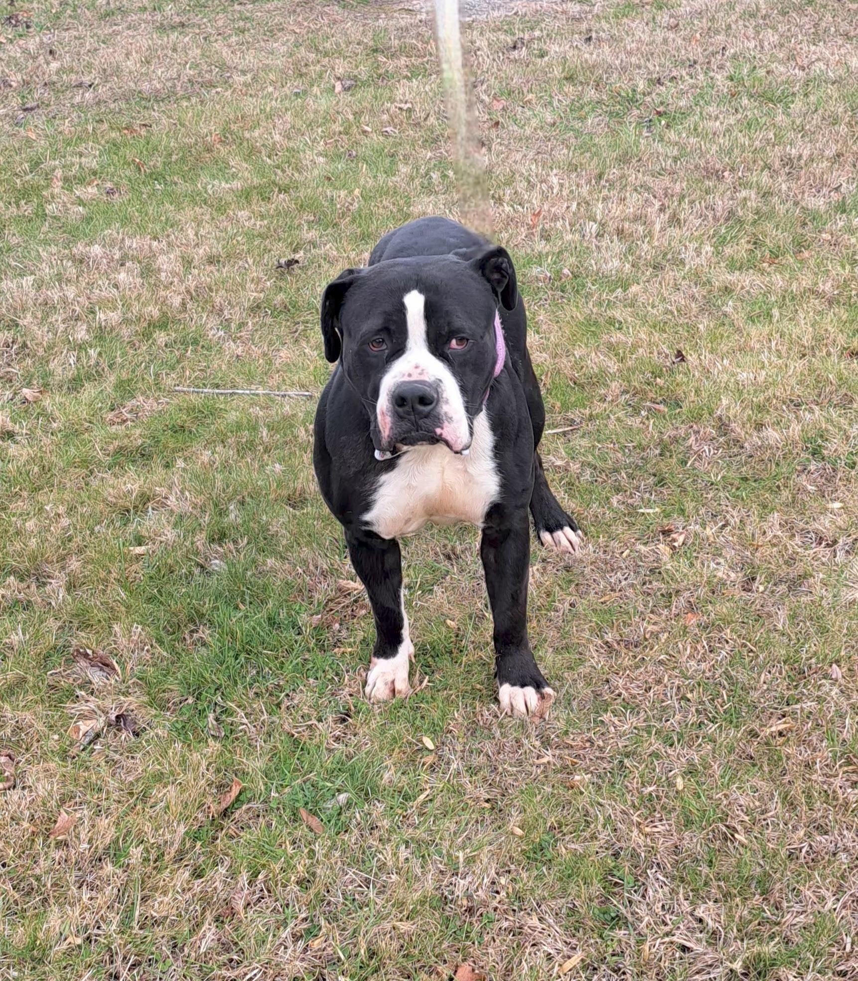 Dodge, ADOPTABLE, Adult Male American Bully.