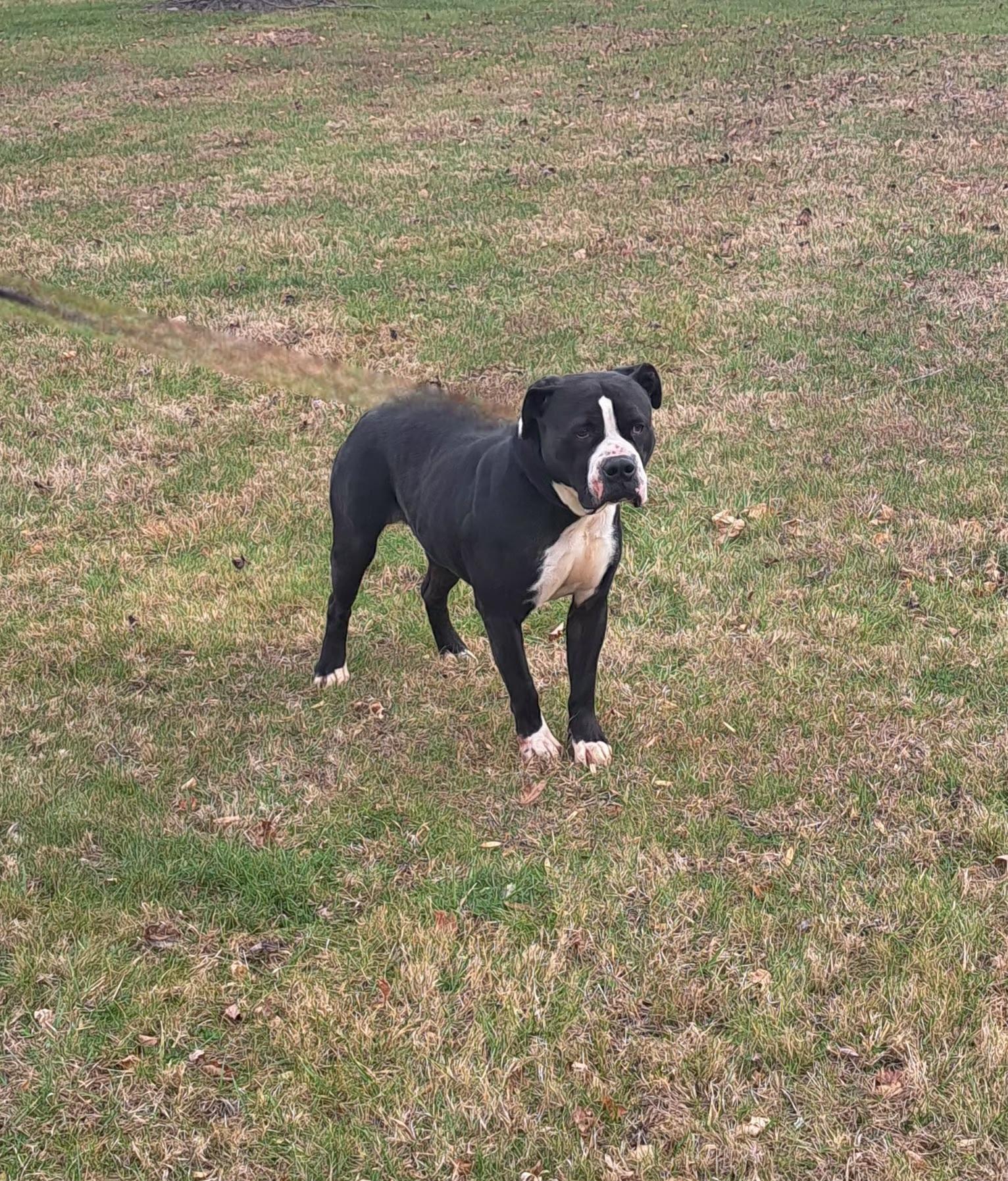 Enlarge Dodge, a ADOPTABLE American Bully in McMinnville, TN image 3/3