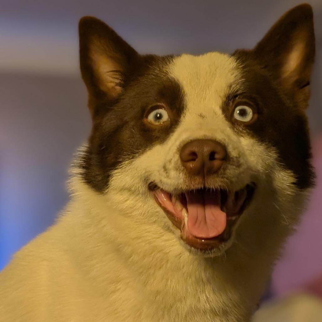 Nixie, a Adoptable mixed breed in St. Paul, MN image 2/4