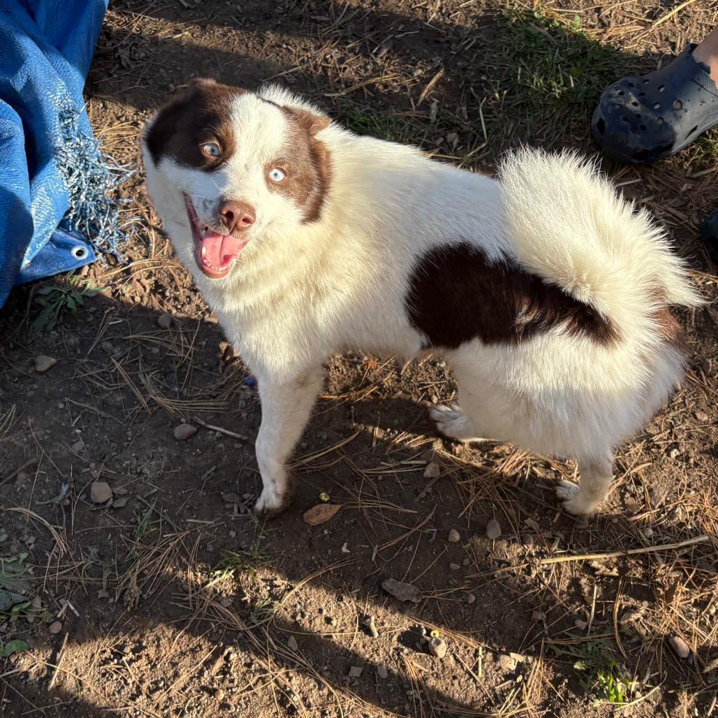 Nixie, a Adoptable mixed breed in St. Paul, MN image 3/4