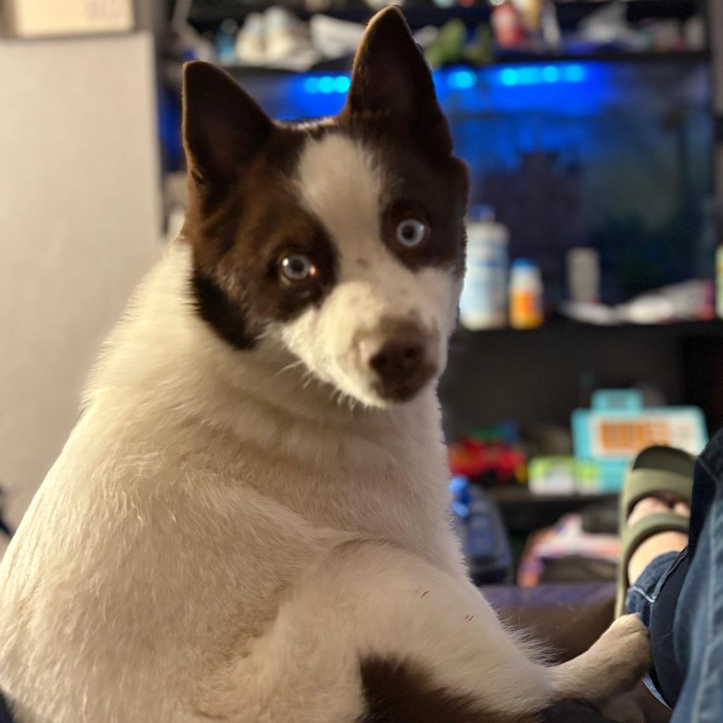 Nixie, a Adoptable mixed breed in St. Paul, MN image 4/4