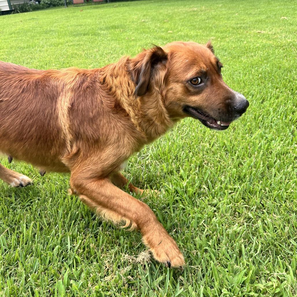 Sissy, Adoptable, Adult Female Mixed Breed.