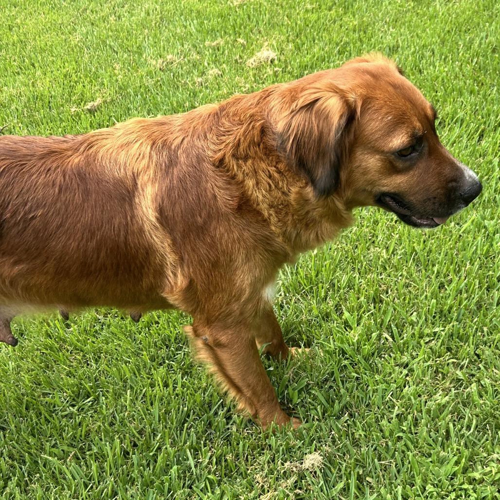 Enlarge Sissy, a Adoptable Mixed Breed in Denison, TX image 2/6