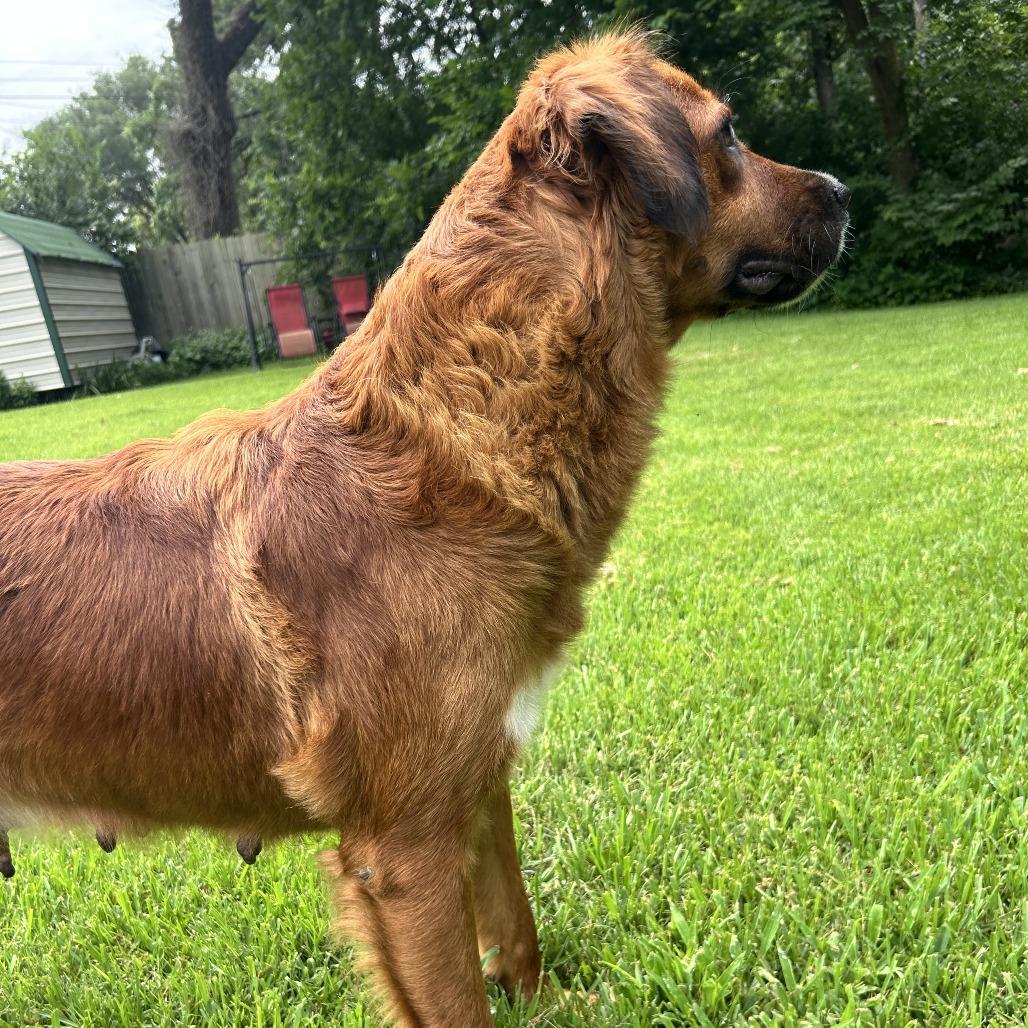 Enlarge Sissy, a Adoptable Mixed Breed in Denison, TX image 3/6