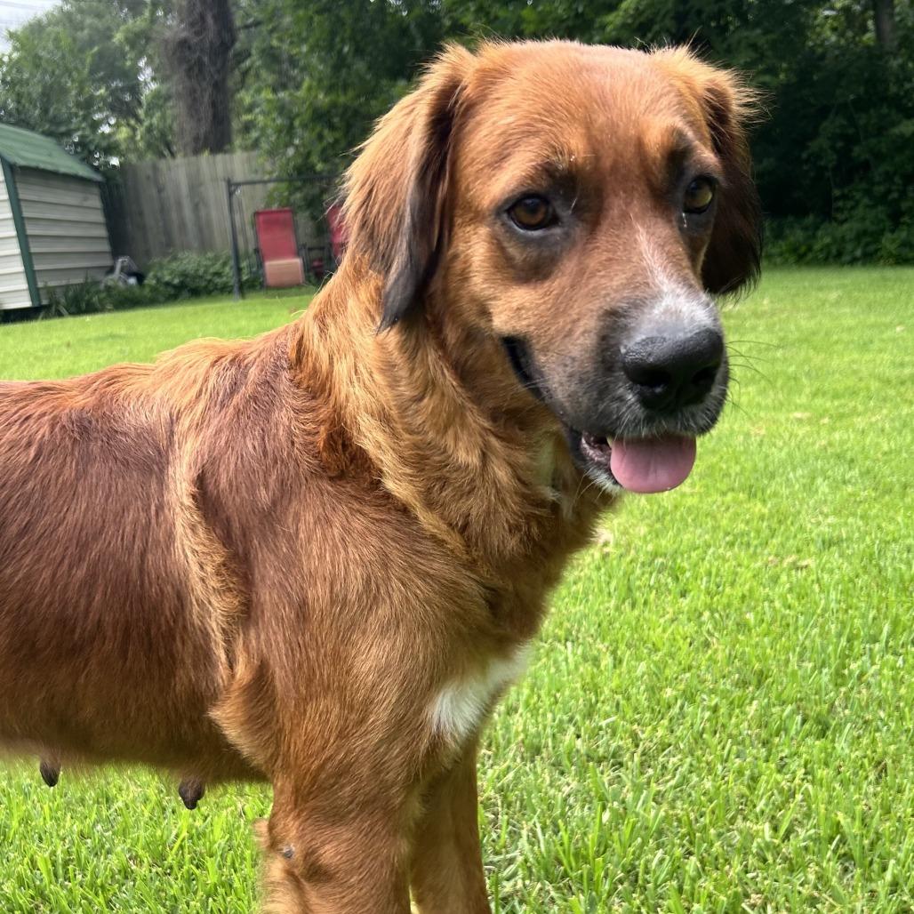 Enlarge Sissy, a Adoptable Mixed Breed in Denison, TX image 4/6