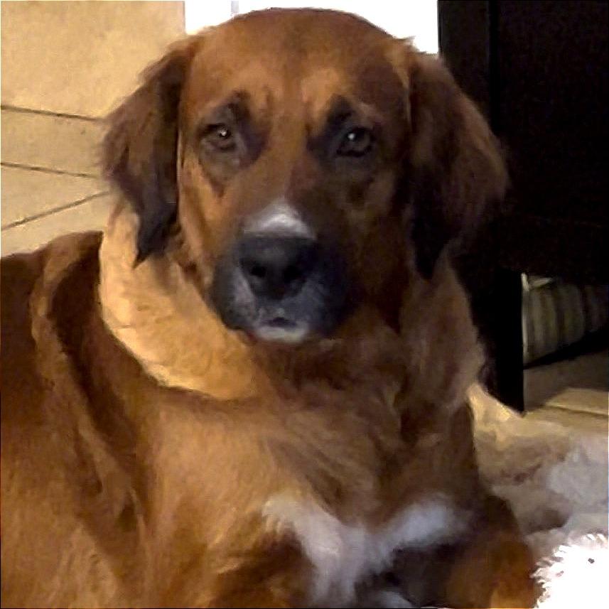Enlarge Sissy, a Adoptable Mixed Breed in Denison, TX image 5/6