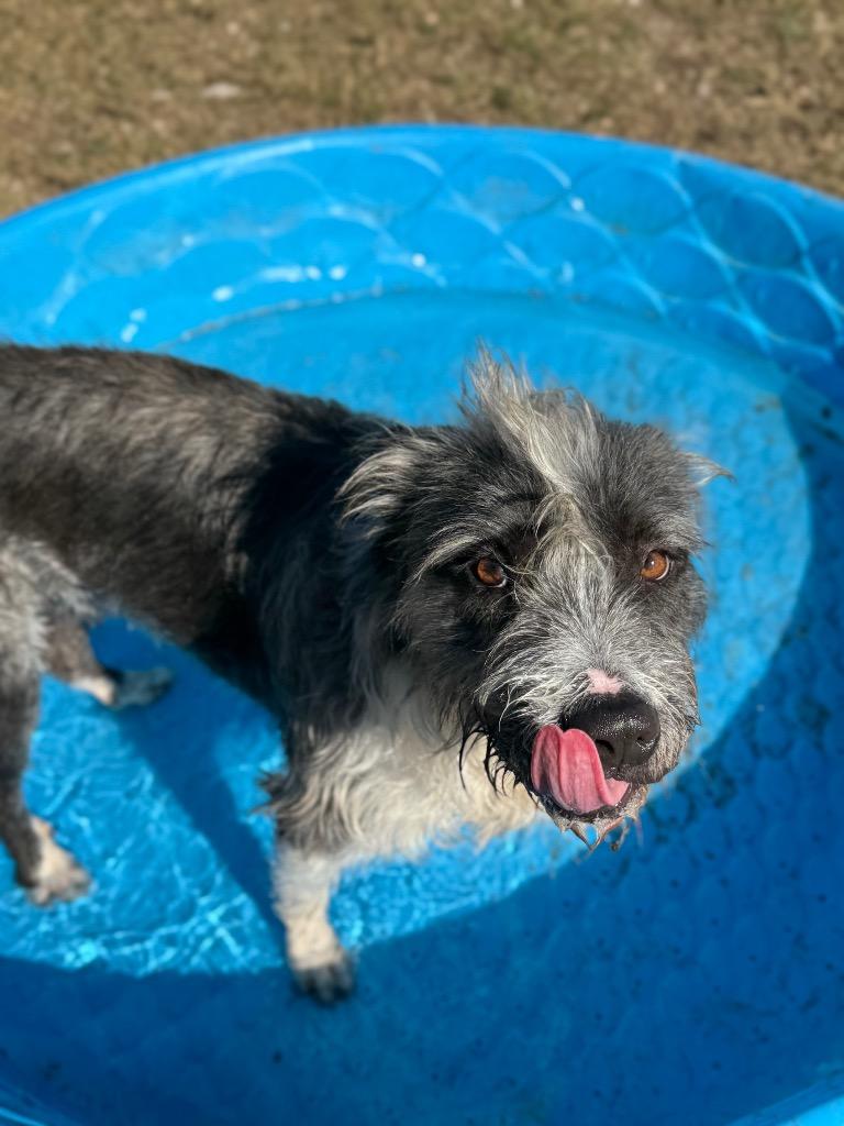 Blaze, Adoptable, Young Male Terrier.