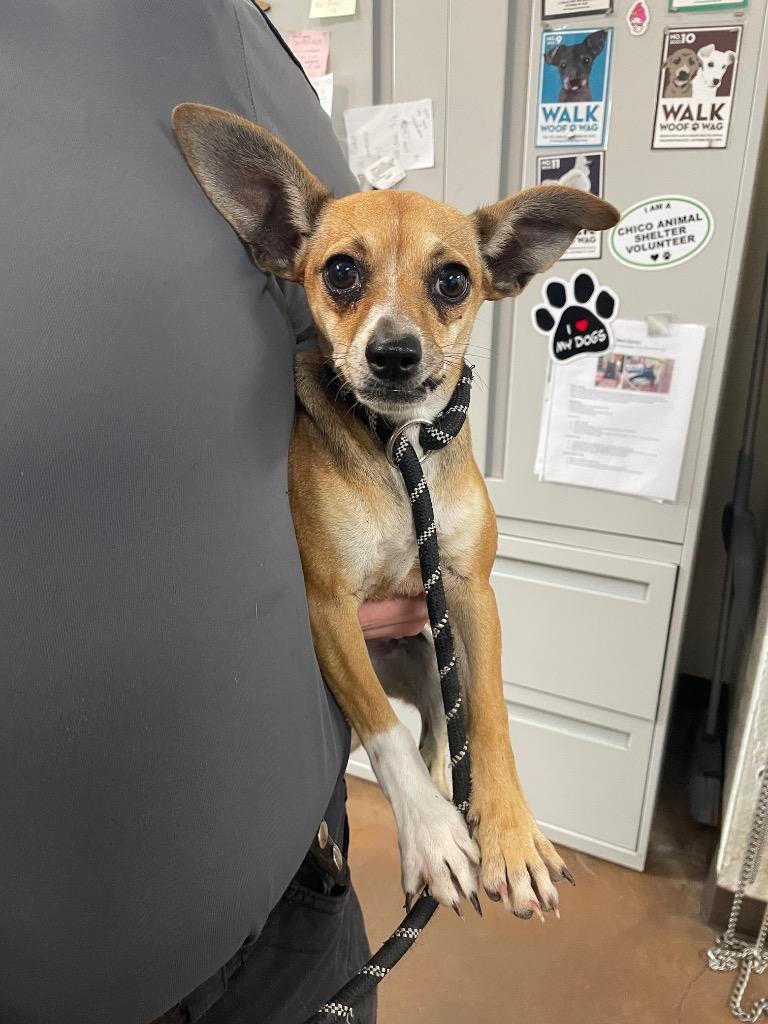 Pringles, Adoptable, Young Female Chihuahua & Mixed Breed.