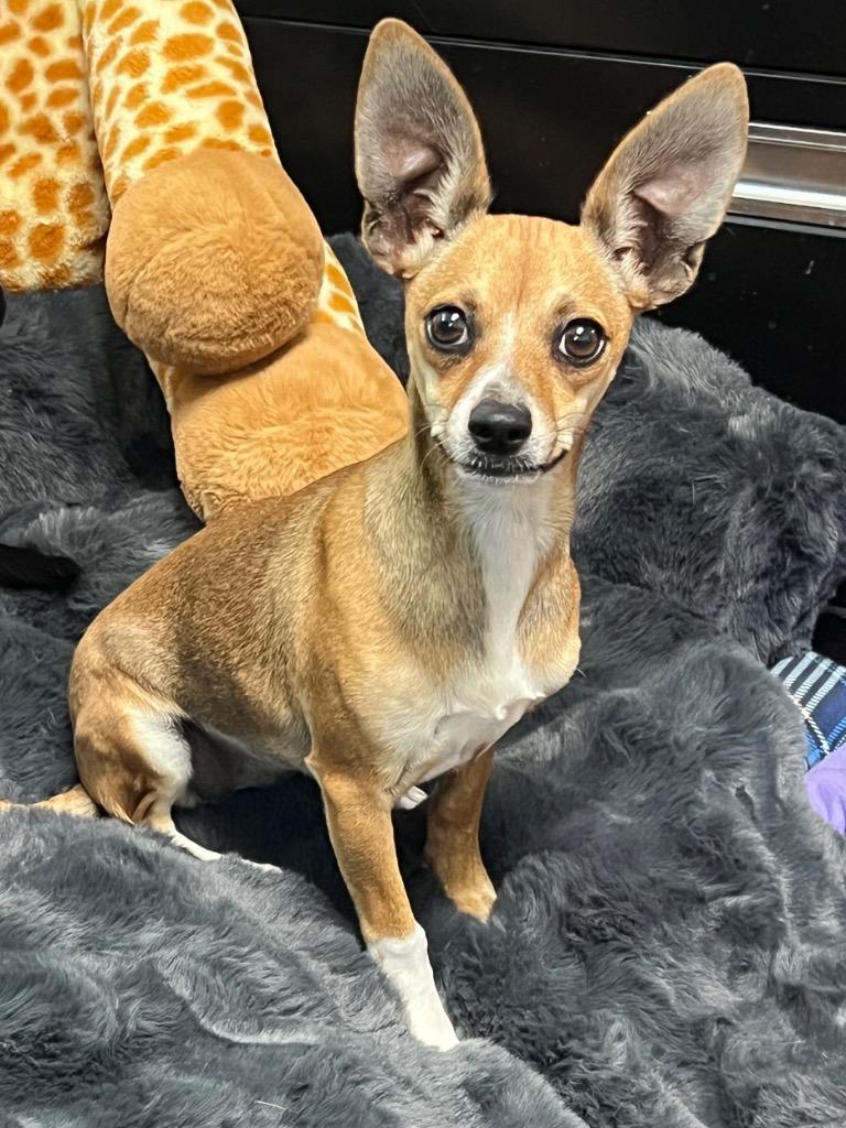 Enlarge Pringles, a Adoptable mixed breed in Chico, CA image 2/3