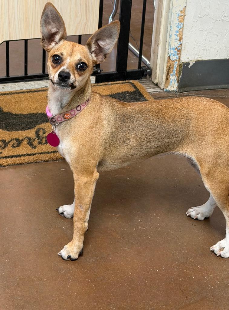 Enlarge Pringles, a Adoptable mixed breed in Chico, CA image 3/3