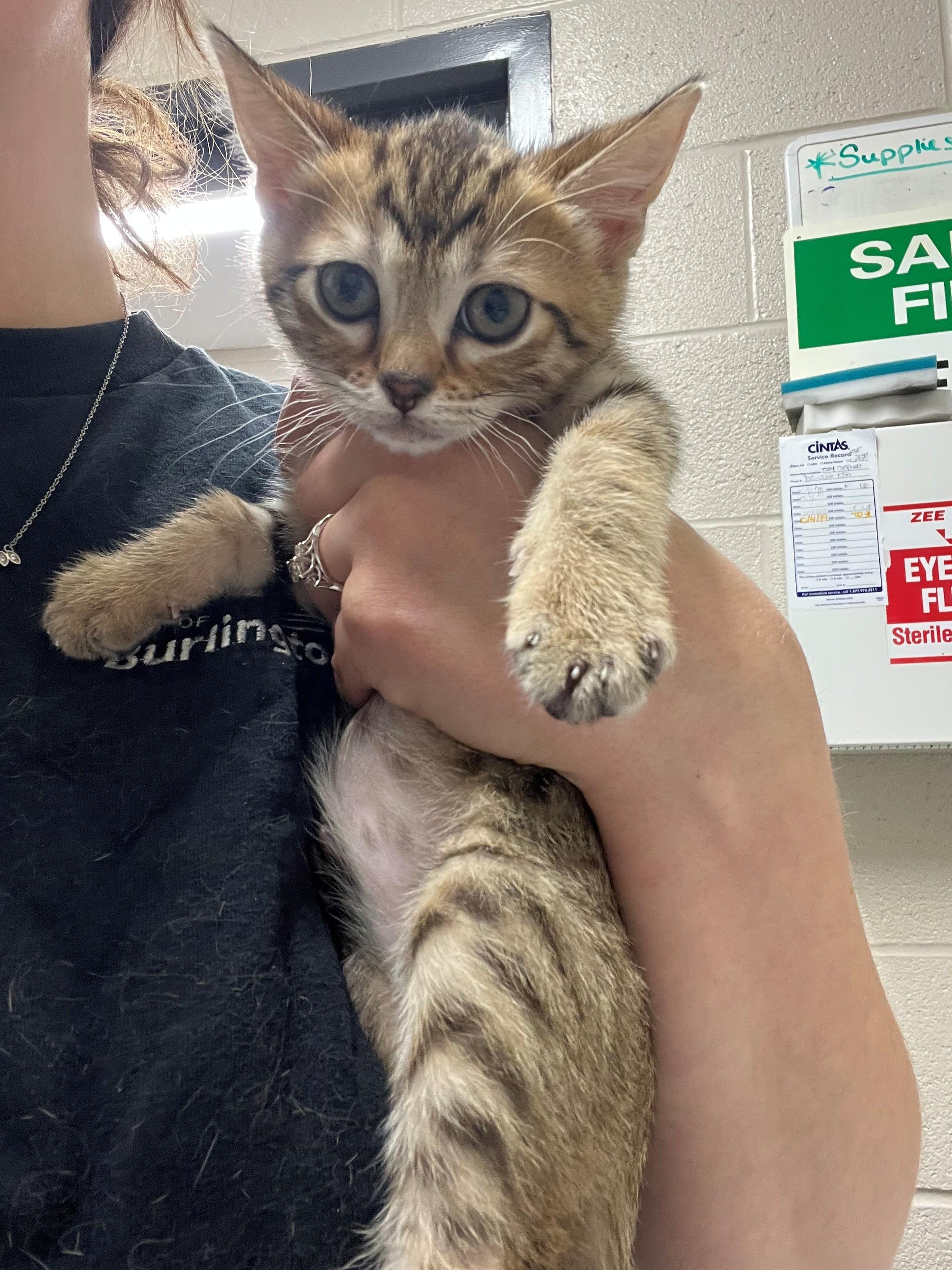 Enlarge Dorito CS-053/26, an adopted Bengal in Burlington, ON image 2/2