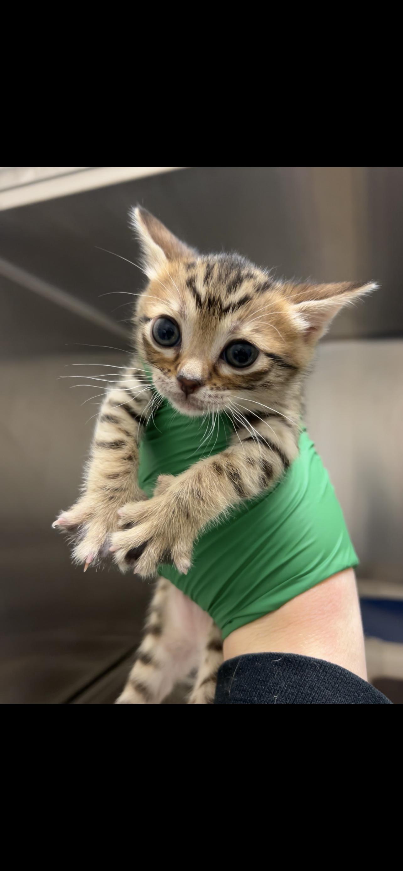 Dorito CS-053/26, adopted, Kitten Male Bengal.