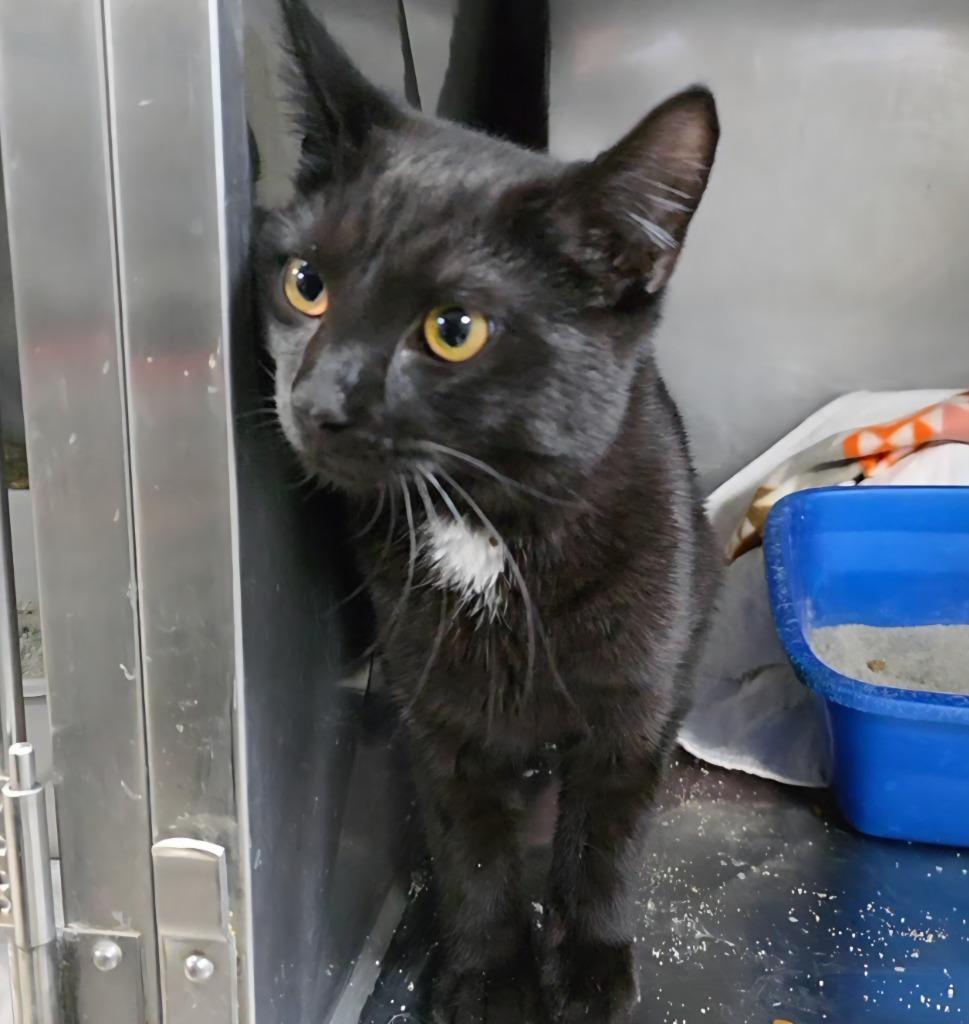Dusk, Adopted, Adult Male Domestic Short Hair.