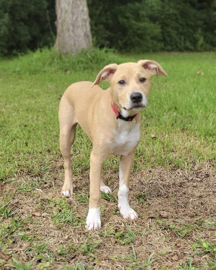 Enlarge Birdie, a Adopted mixed breed in Leesburg, GA image 1/2