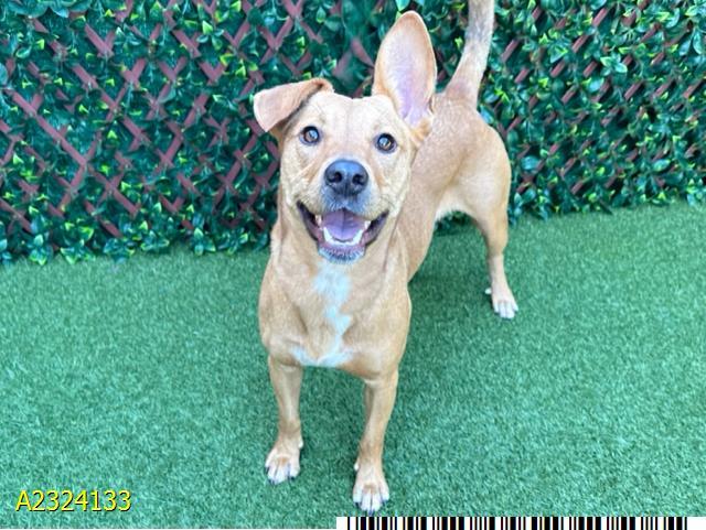 Enlarge ROLANDA, a Adoptable mixed breed in West Palm Beach, FL image 1/1