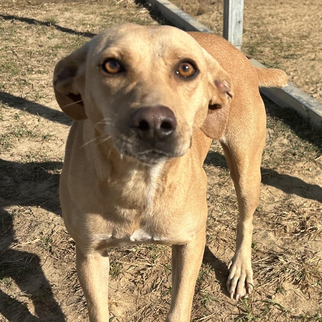 Enlarge Bessie, a Adoptable mixed breed in West Point, MS image 1/3