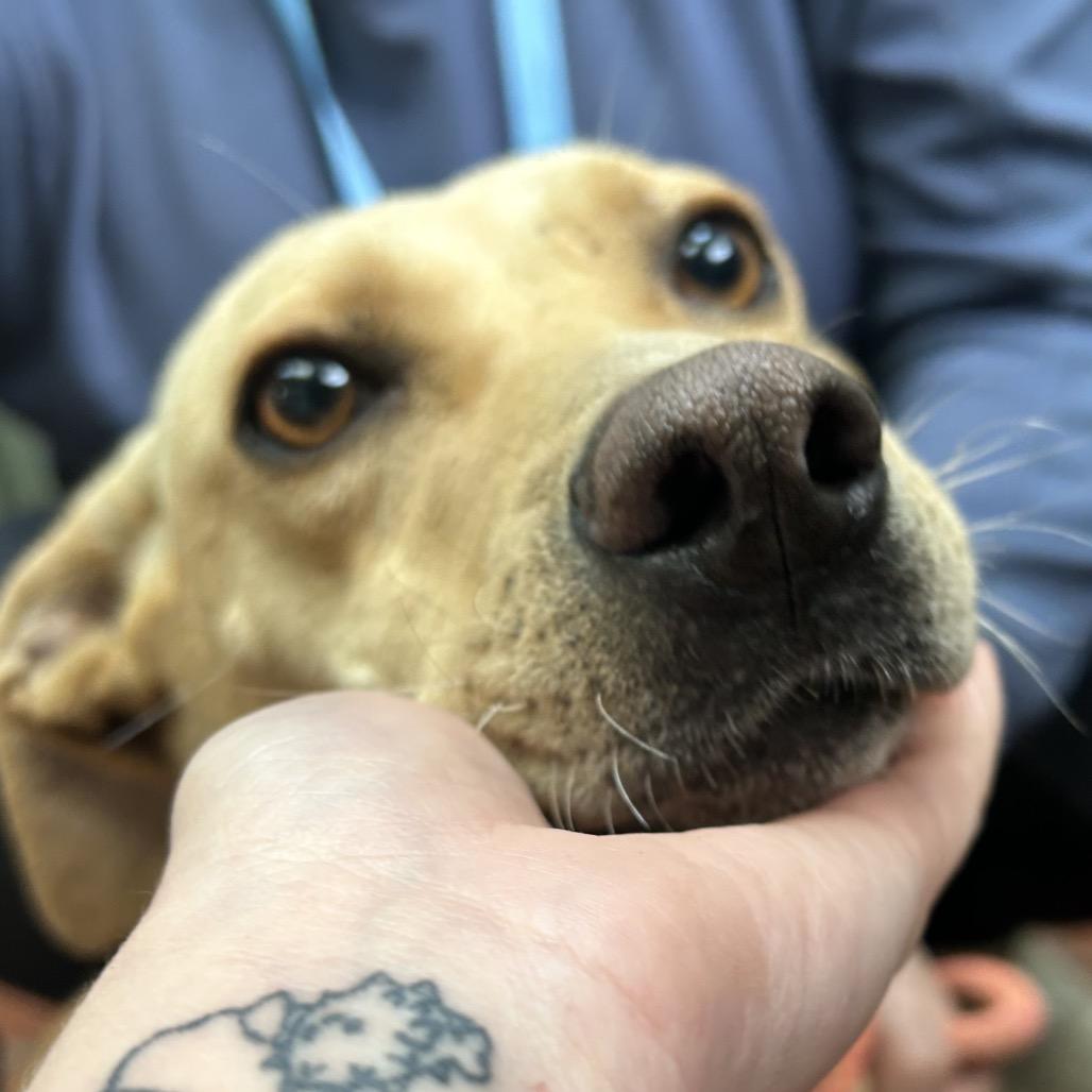 Enlarge Bessie, a Adoptable mixed breed in West Point, MS image 3/3