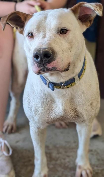 Phoenix, Adoptable, Adult Male Pit Bull Terrier & Mixed Breed.