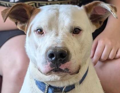 Enlarge Phoenix, a Adoptable mixed breed in La Harpe, KS image 2/3
