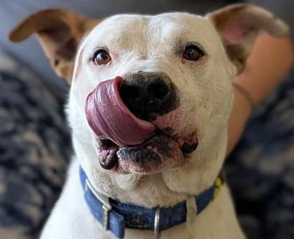 Enlarge Phoenix, a Adoptable mixed breed in La Harpe, KS image 3/3