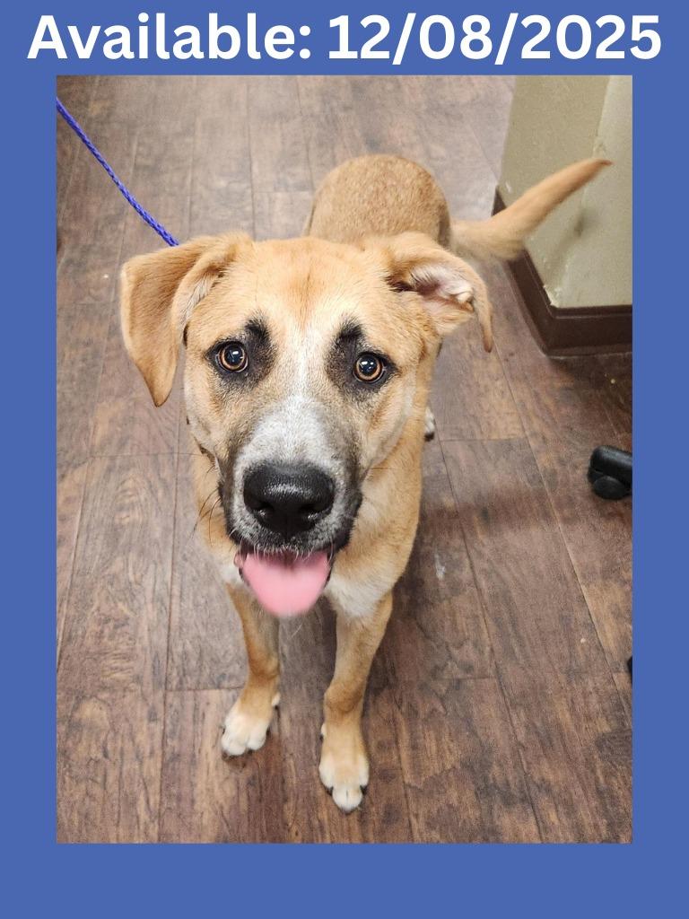 Dog Kennel #20 Royce, Adoptable, Young Male German Shepherd Dog & Mixed Breed.